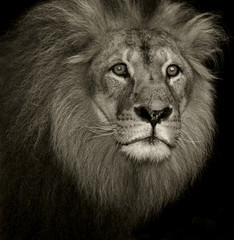 Naklejka premium confused lion