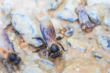 close up bee on the ground