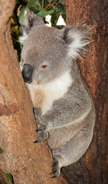 large adult koala