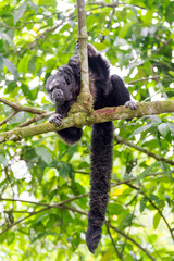 Monk Saki Monkey and Tail