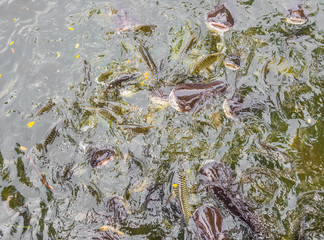 image of feeding many of Striped catfish (Pangasius) fish in pon