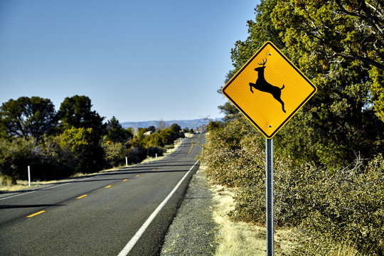 Naklejki Deer Crossing Road Sign on side of asphalt road with pine trees