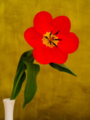 Red tulip in the white vase