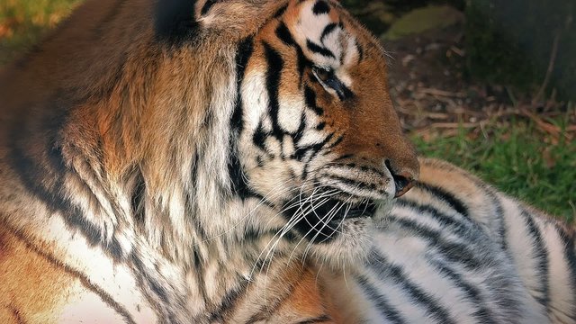 Tiger Lying In The Forest