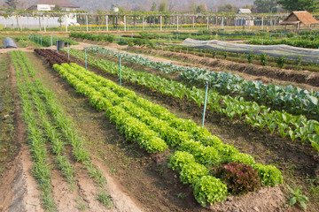 Fototapeta na wymiar Organic vegetables Farm