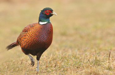 pheasant