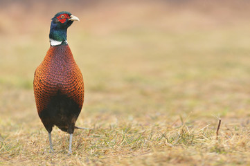 pheasant