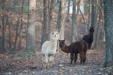 Obraz na płótnie Canvas llamas in the woods