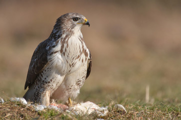 Common buzzard (Buteo buteo)