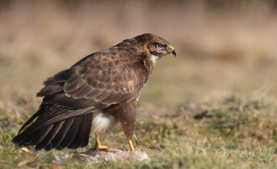 Common buzzard (Buteo buteo)