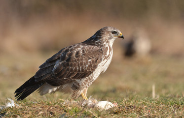 Common buzzard (Buteo buteo)