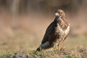 Common buzzard (Buteo buteo)