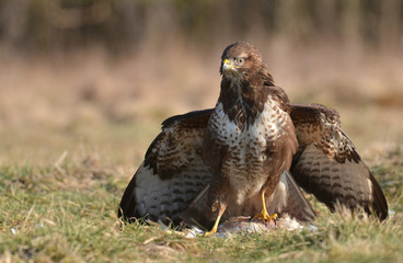 Common buzzard (Buteo buteo)