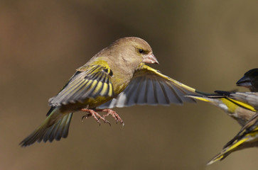 European Greenfinch ( Carduelis chloris )