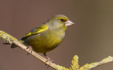 European Greenfinch ( Carduelis chloris )
