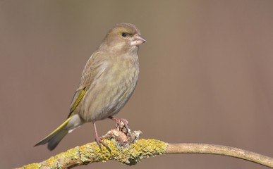 European Greenfinch ( Carduelis chloris )
