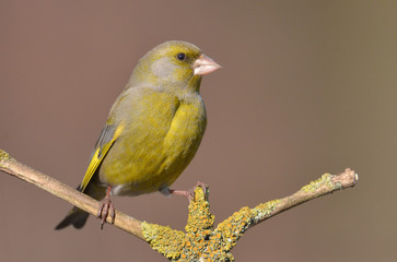 European Greenfinch ( Carduelis chloris )