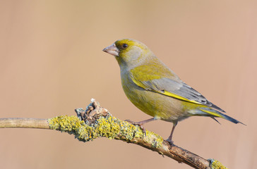 European Greenfinch ( Carduelis chloris )
