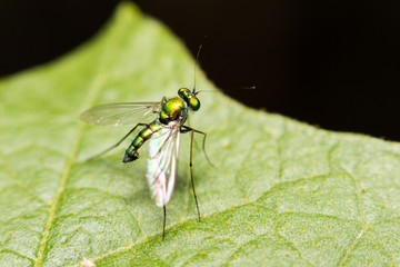 close-up insect in wild nature