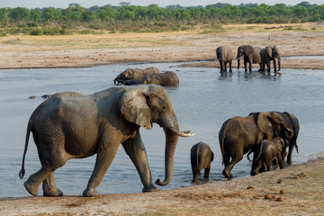 herd of African elephants drinking at a muddy waterhole