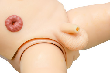 anatomy penis of male for used medical study.