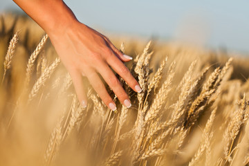 Woman touching wheat