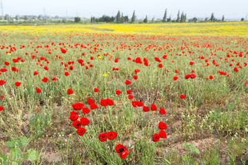 Wild red poppy and white daisy flowers .