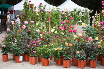 Fototapeta na wymiar Sale of seedling of rosebushes in the agricultural market