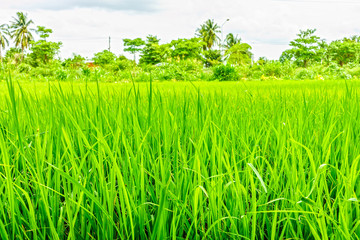 Oryza sativa grass paddy field in Thailand