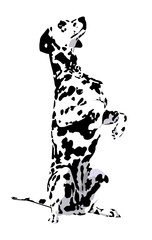 Dalmatian
