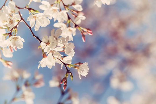 Closeup of cherry tree blossoms in the spring