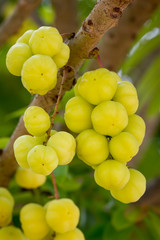 star gooseberry on tree