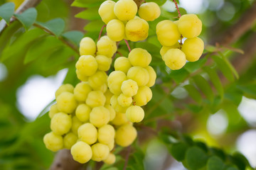 star gooseberry on tree