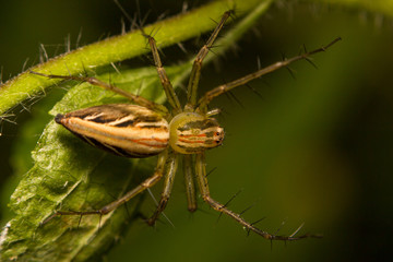 close-up insect in wild nature
