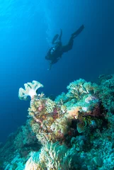 Crédence de cuisine en verre imprimé Plonger diver going down kapoposang indonesia underwater scuba diving
