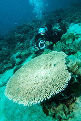diver take a photo upon coral kapoposang indonesia scuba diving
