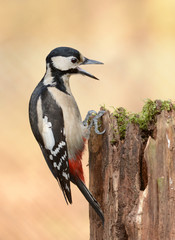 woodpecker (Dendrocopos major)