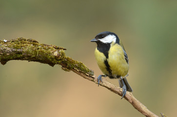 Fototapeta premium great tit