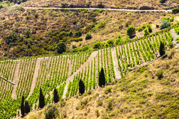 Fototapeta na wymiar vineyard on Cote Vermeille near Port-Vendres, Languedoc-Roussill