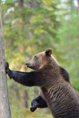 Brown bear standing against a tree