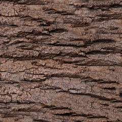 Texture - a bark of an old oak. Wood Tree Background Pattern