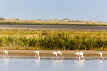 Naklejka premium flamingos in Camargue, Provence, France