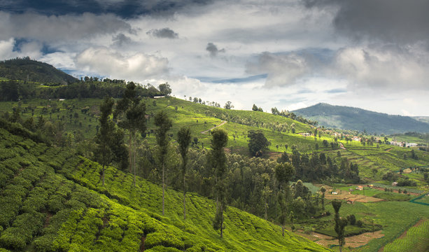 Agricultural land in Ooty (Nilgiris), Tamilnadu, India