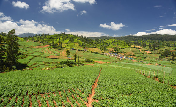 Agricultural land in Ooty (Nilgiris), Tamilnadu, India