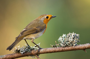 Erithacus rubecula, European Robin