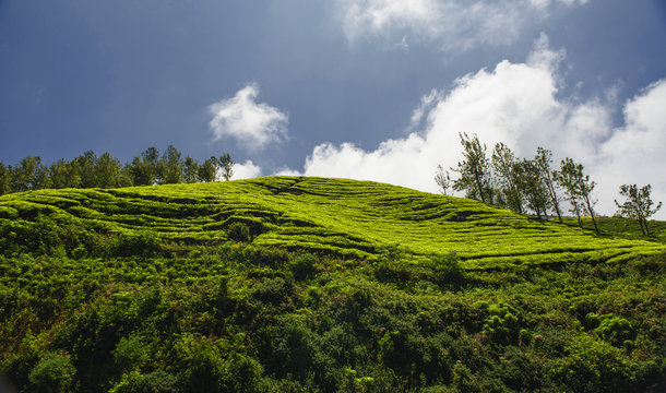 Agricultural land in Ooty (Nilgiris), Tamilnadu, India
