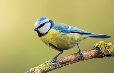 Blue tit (Parus major) on a branch