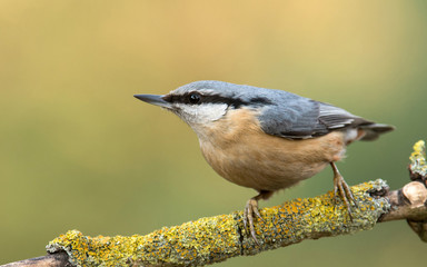 nuthatch