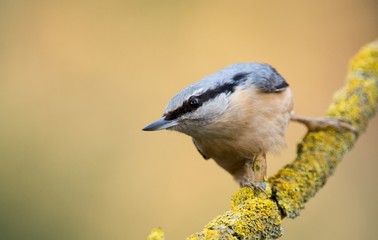 nuthatch