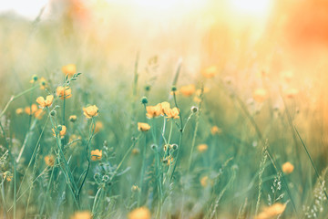 Soft focus on yellow flowers in meadow